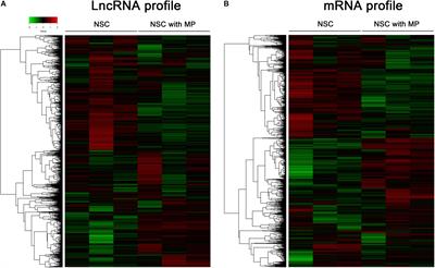 LncRNA and mRNA Expression Profiles in Methylprednisolone Stimulated Neural Stem Cells